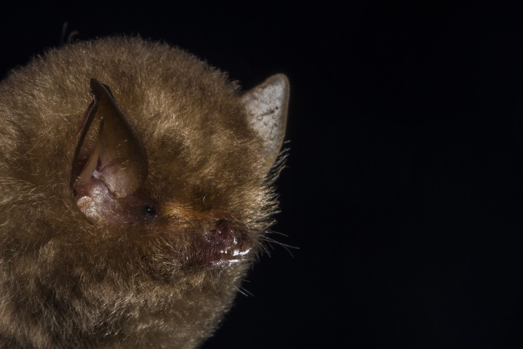 Intermediate Woolly Bat — Borneo wildlife, book, free download, jungle tour, mammal, Borneo mammal tour