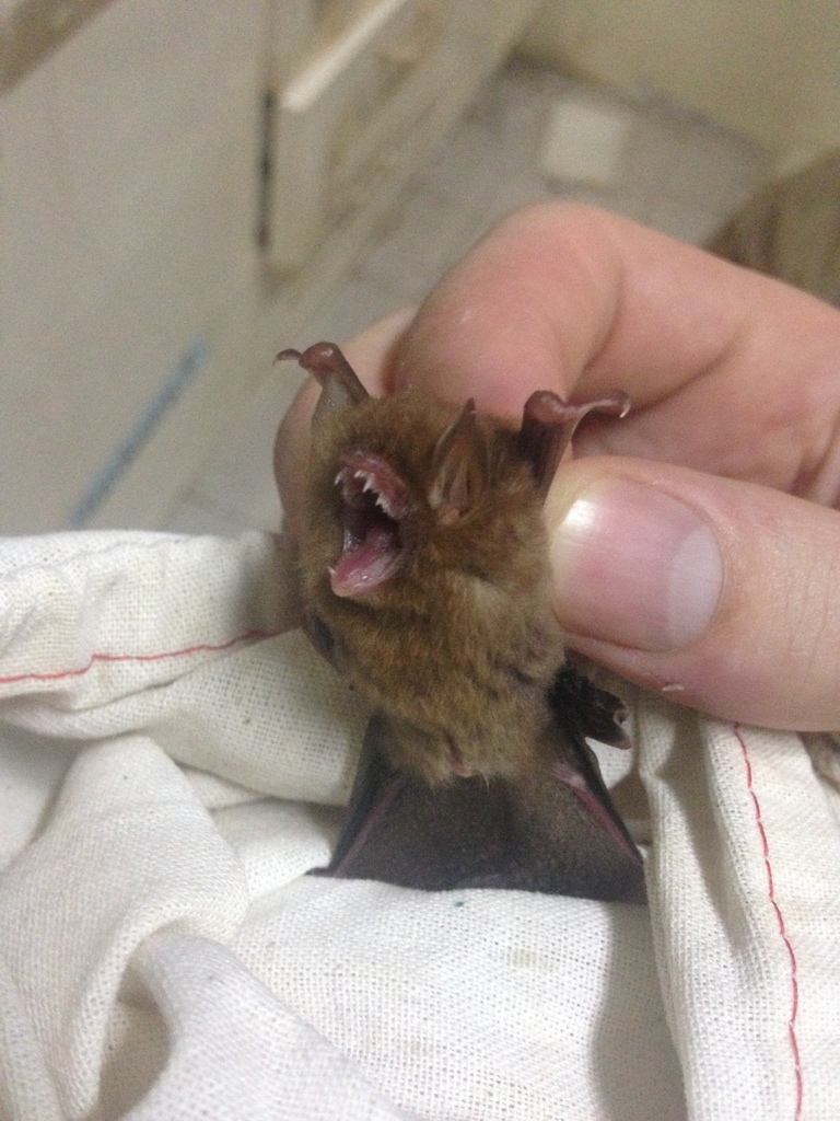 Intermediate Woolly Bat — Borneo wildlife, book, free download, jungle tour, mammal, Borneo mammal tour