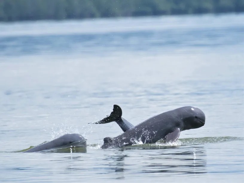 Irrawaddy Dolphin — Borneo wildlife, book, free download, jungle tour, mammal, Borneo mammal tour