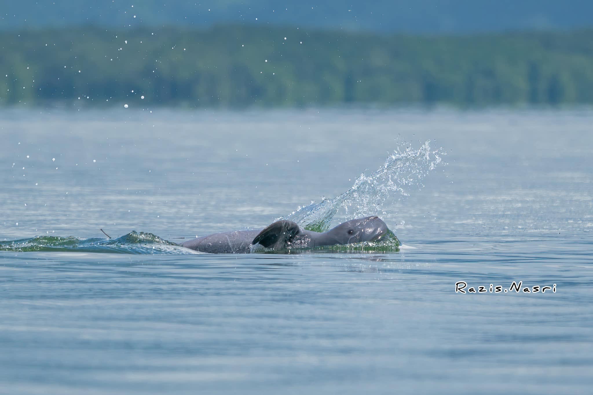 Irrawaddy Dolphin — Borneo wildlife, book, free download, jungle tour, mammal, Borneo mammal tour