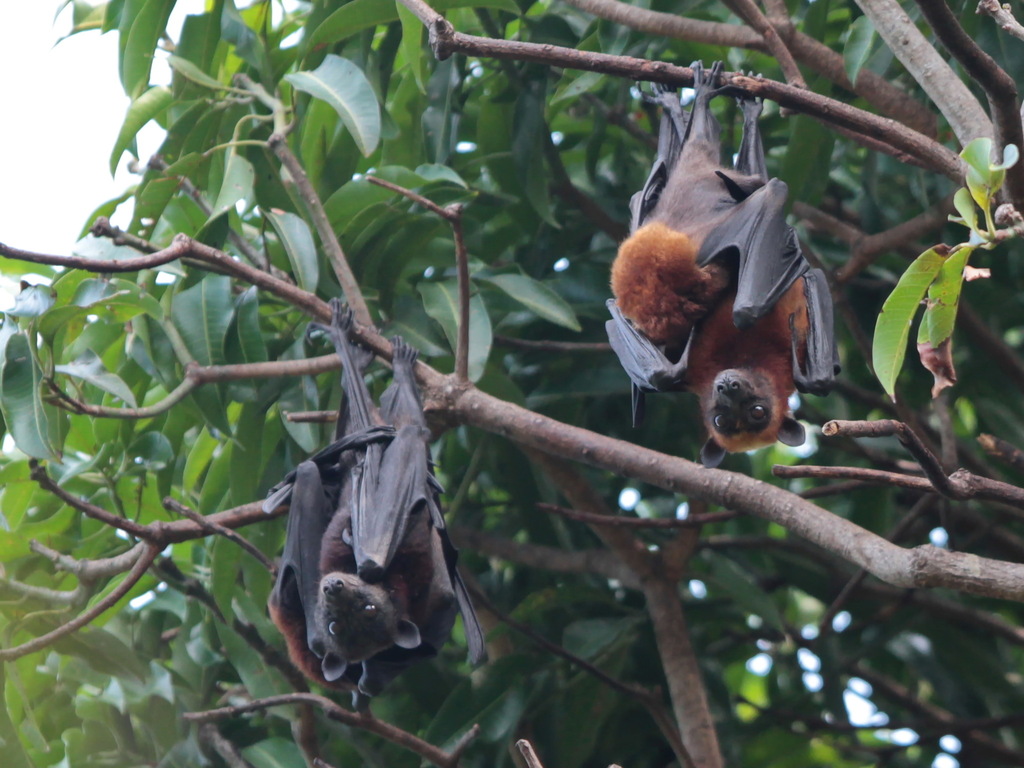 Island Flying Fox — Borneo wildlife, book, free download, jungle tour, mammal, Borneo mammal tour