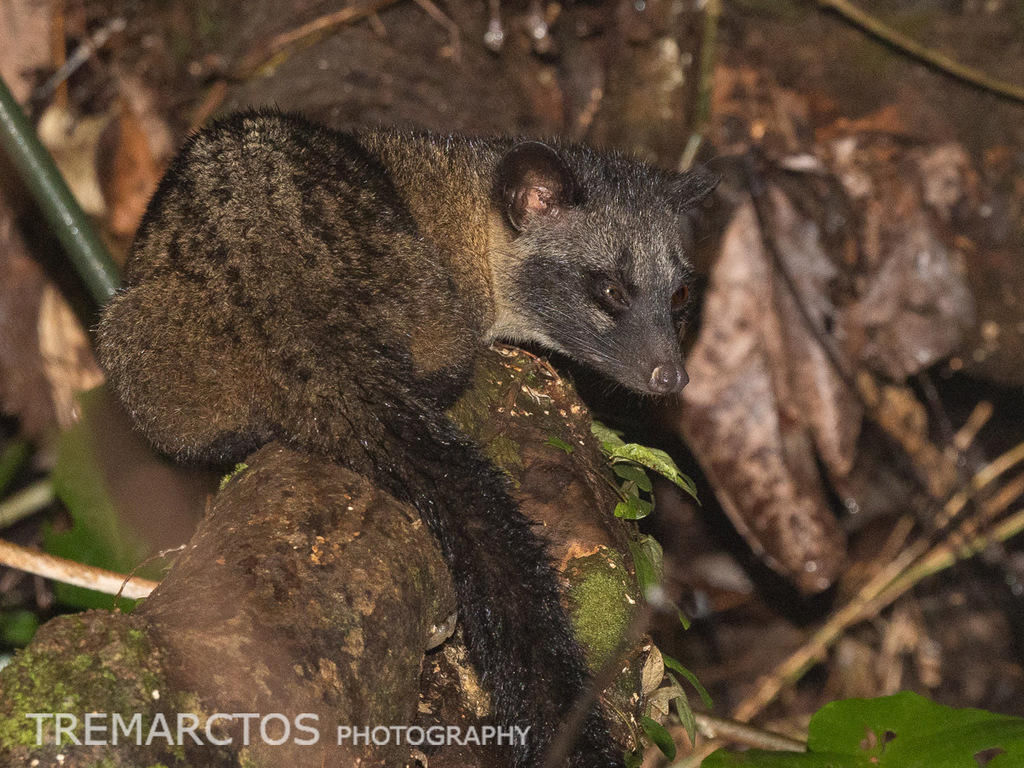 Island Palm Civet — Borneo wildlife, book, free download, jungle tour, mammal, Borneo mammal tour