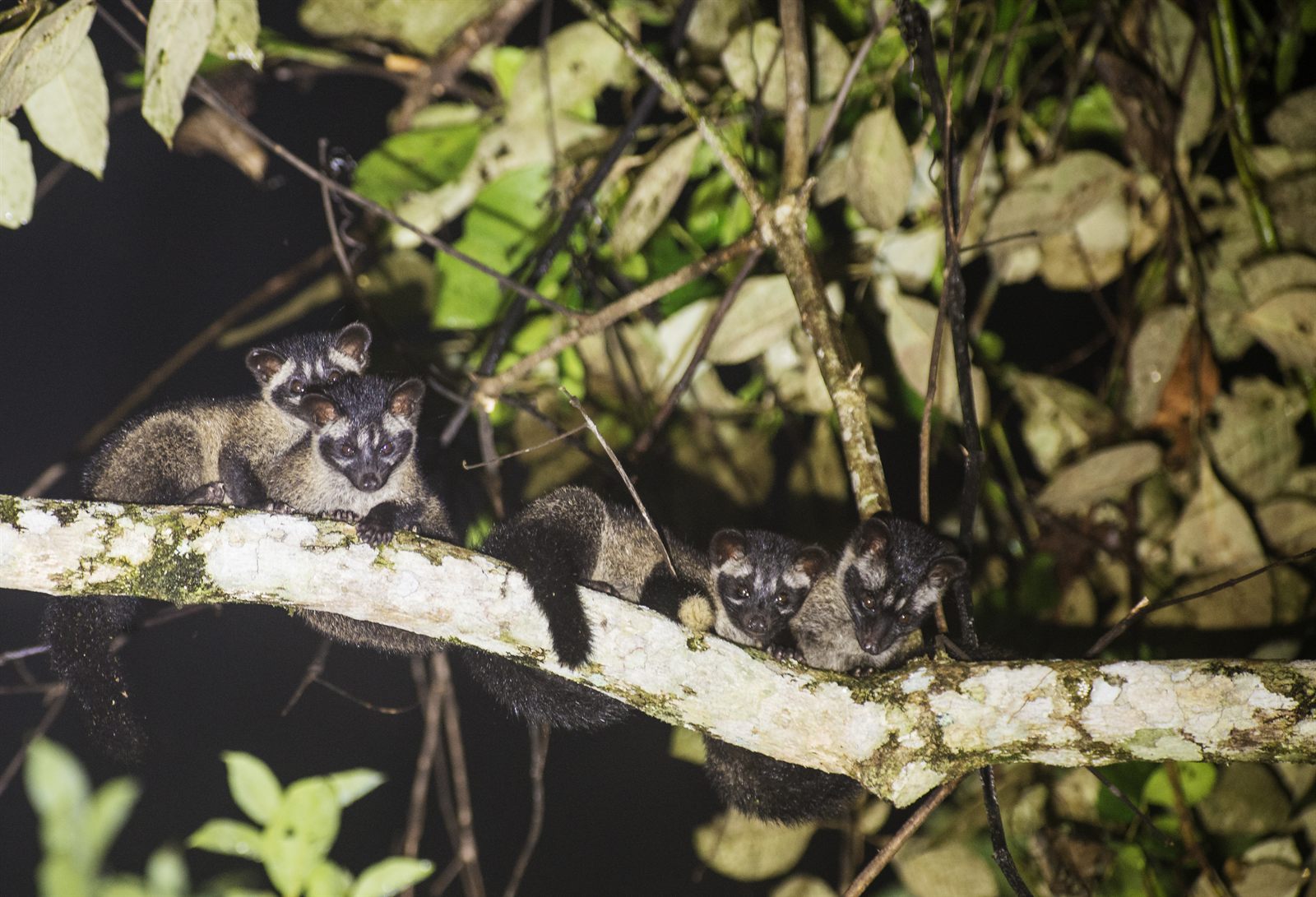 Island Palm Civet — Borneo wildlife, book, free download, jungle tour, mammal, Borneo mammal tour