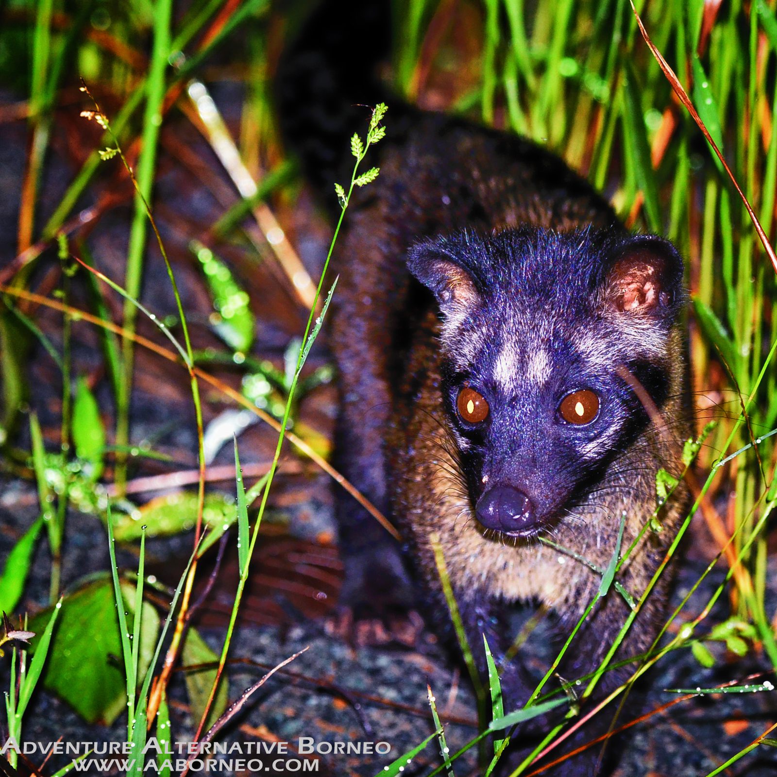 Island Palm Civet — Borneo wildlife, book, free download, jungle tour, mammal, Borneo mammal tour