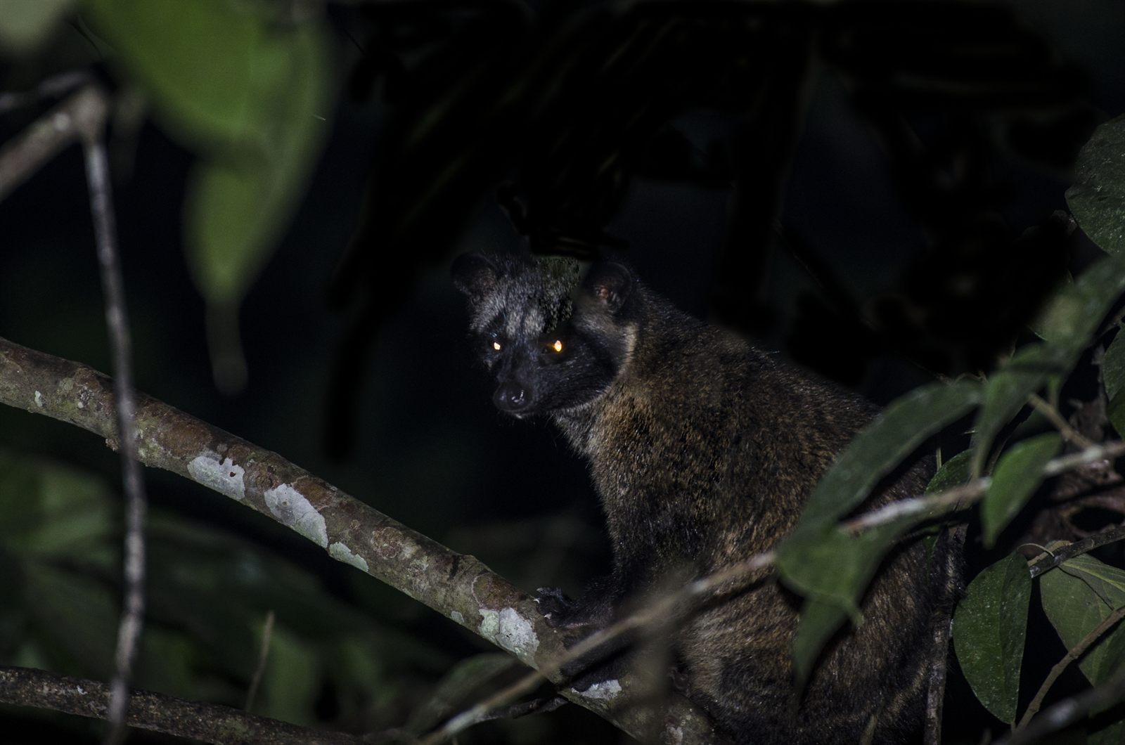 Island Palm Civet — Borneo wildlife, book, free download, jungle tour, mammal, Borneo mammal tour