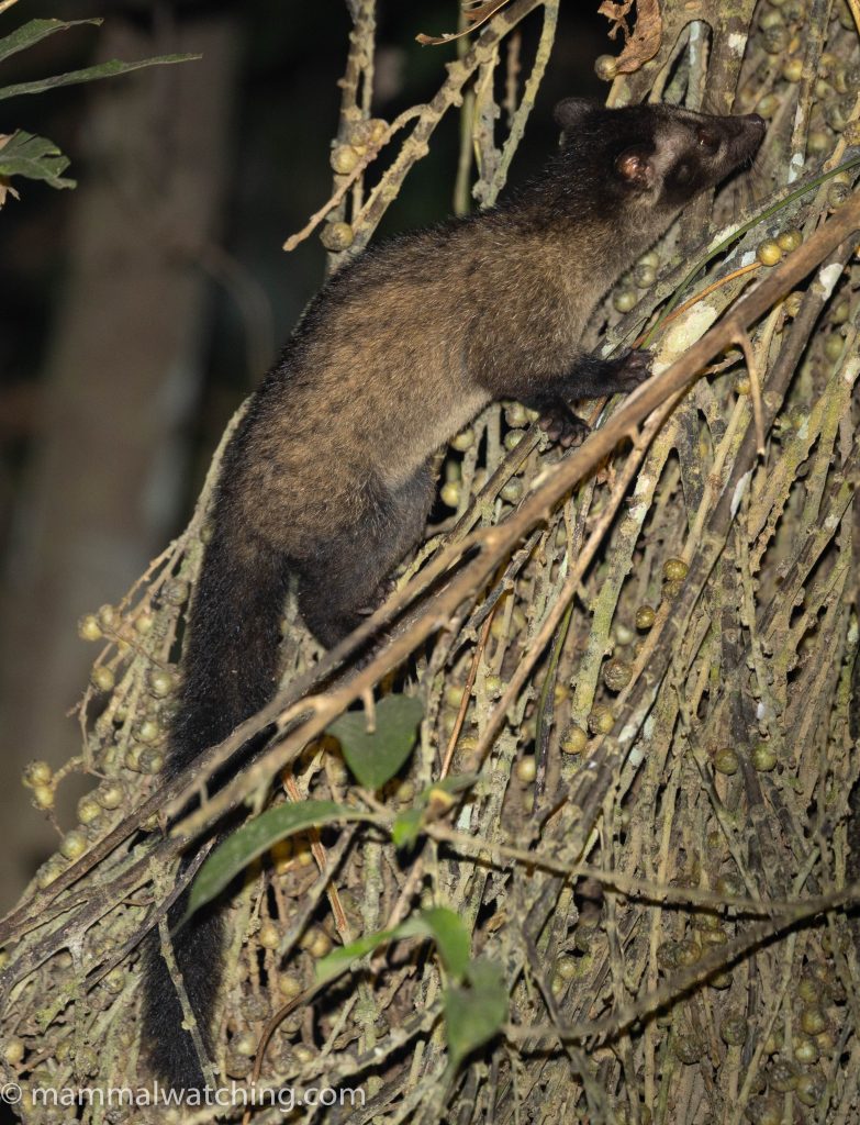 Island Palm Civet — Borneo wildlife, book, free download, jungle tour, mammal, Borneo mammal tour