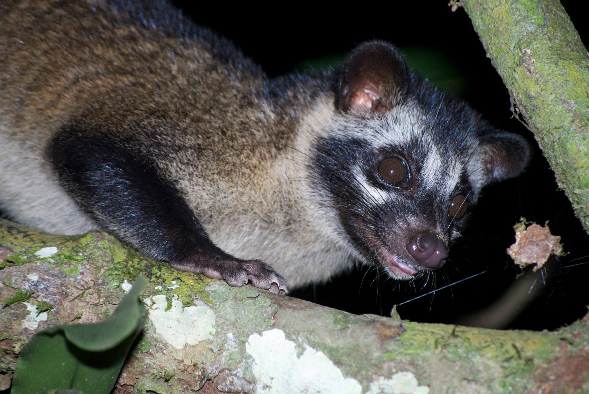Island Palm Civet — Borneo wildlife, book, free download, jungle tour, mammal, Borneo mammal tour