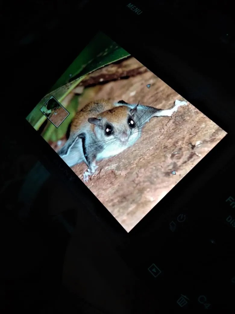Jentink's Flying Squirrel — Borneo wildlife, book, free download, jungle tour, mammal, Borneo mammal tour