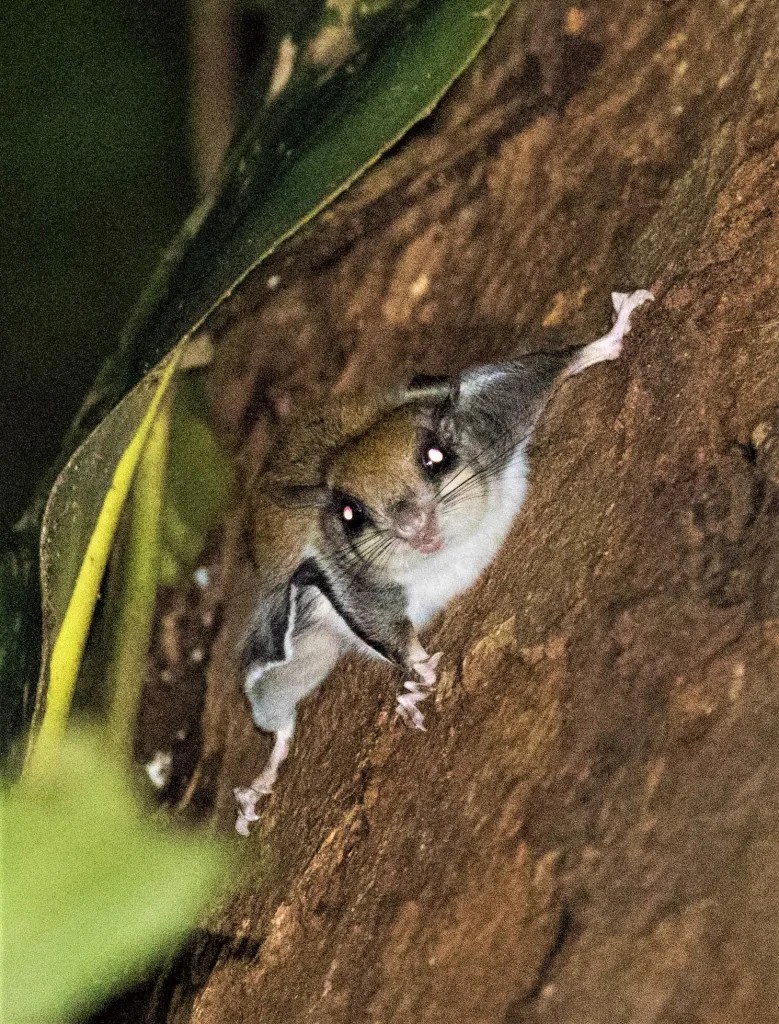 Jentink's Flying Squirrel — Borneo wildlife, book, free download, jungle tour, mammal, Borneo mammal tour