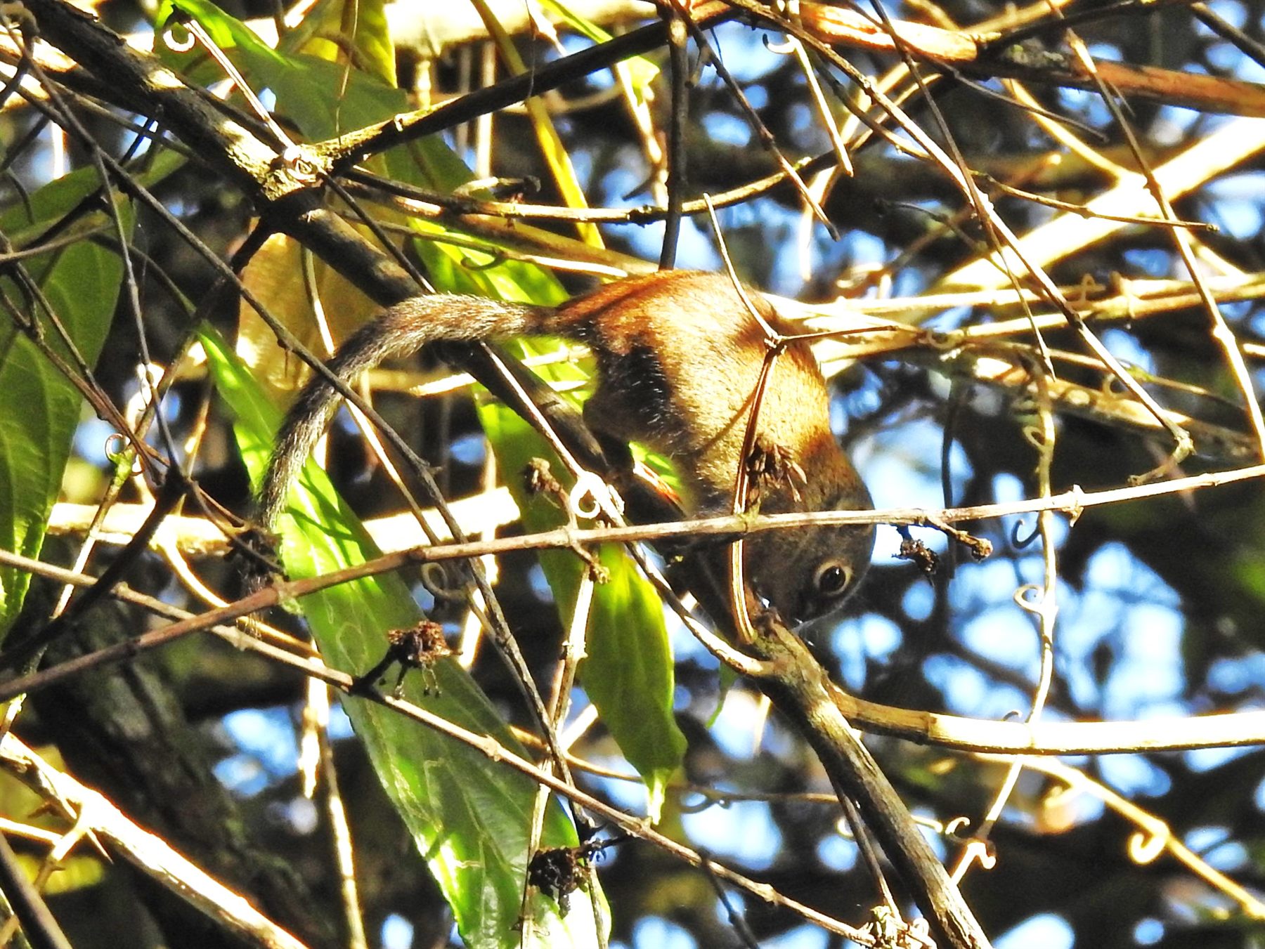 Jentink's Squirrel — Borneo wildlife, book, free download, jungle tour, mammal, Borneo mammal tour