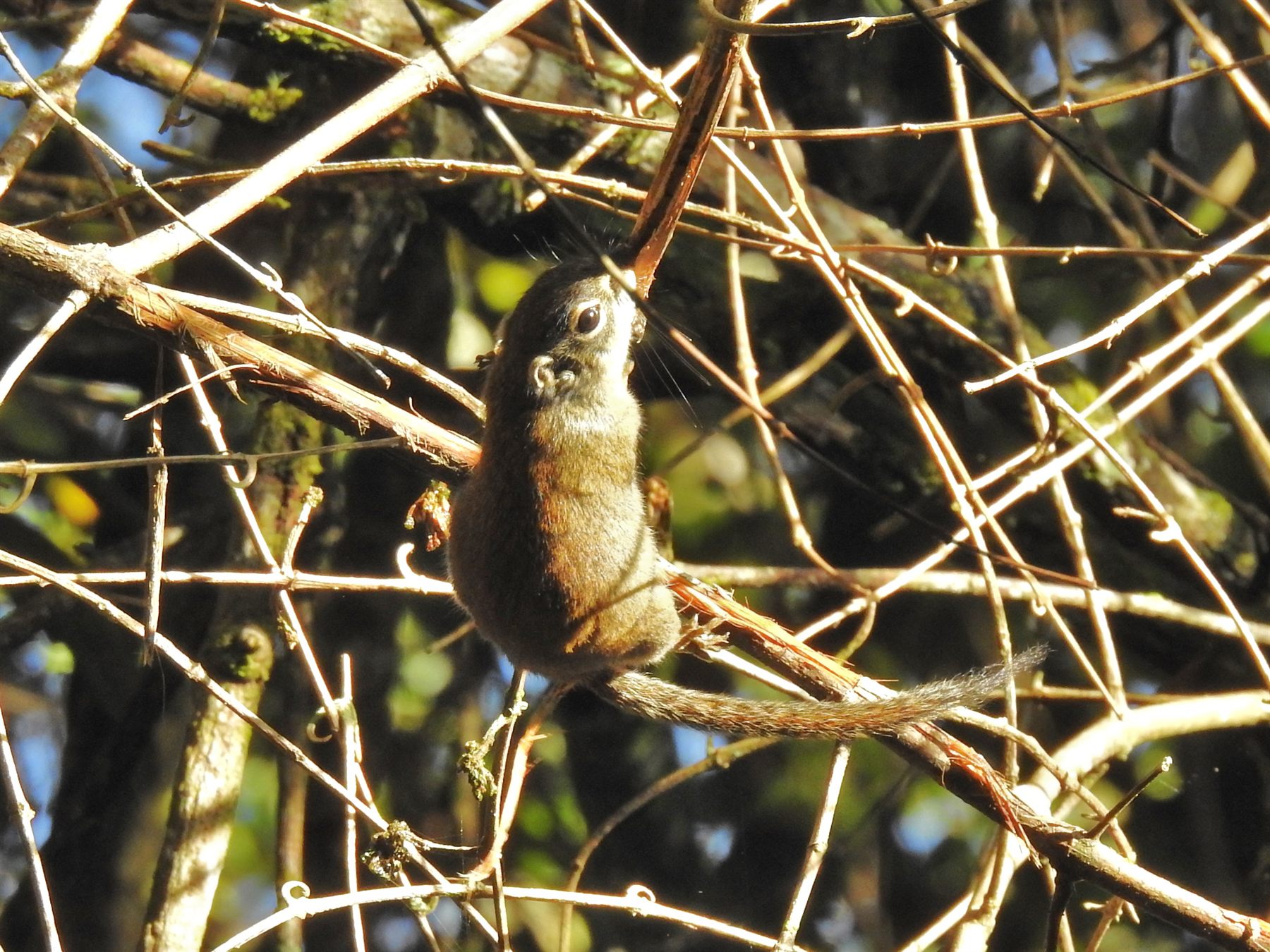Jentink's Squirrel — Borneo wildlife, book, free download, jungle tour, mammal, Borneo mammal tour
