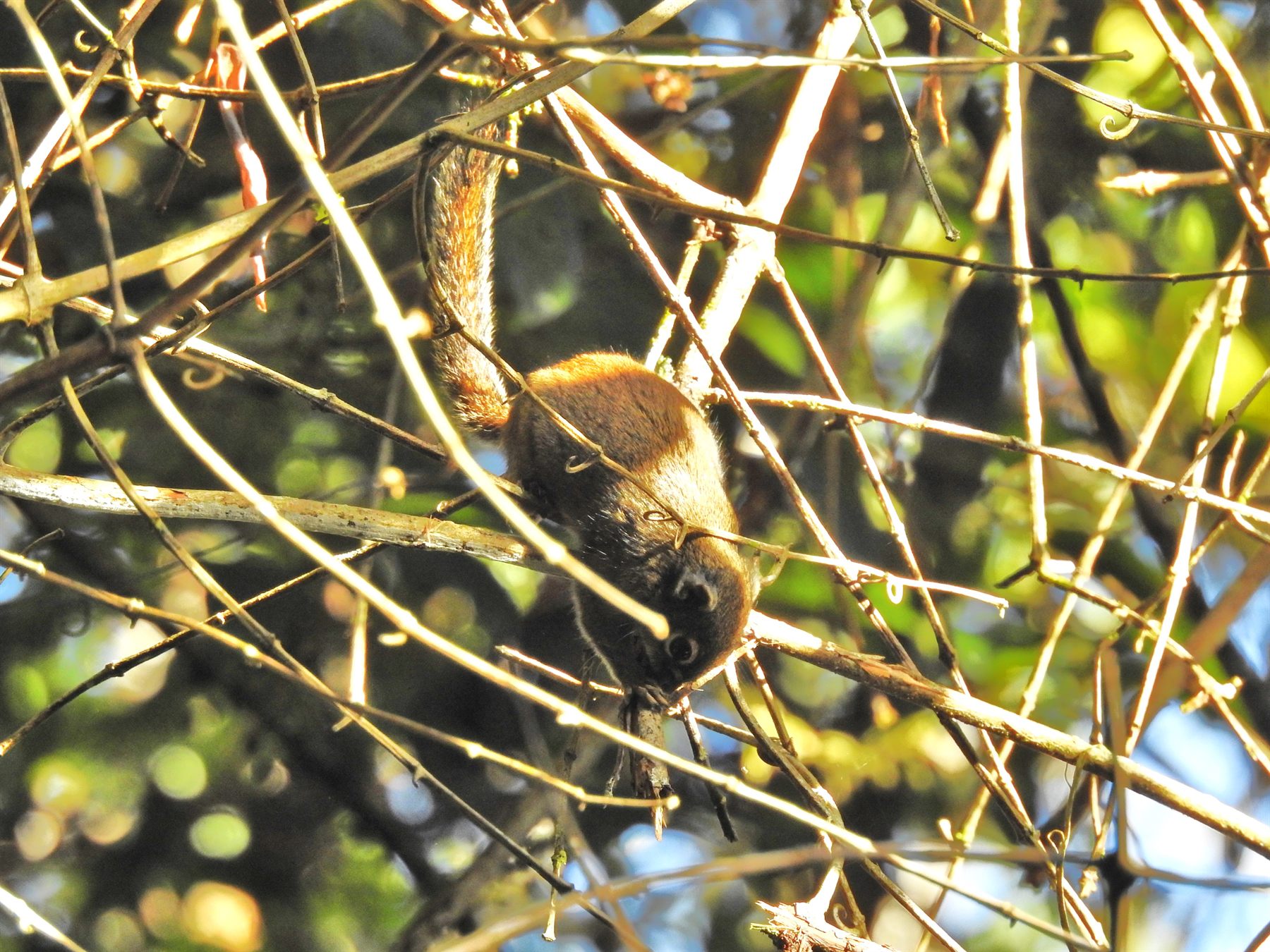 Jentink's Squirrel — Borneo wildlife, book, free download, jungle tour, mammal, Borneo mammal tour