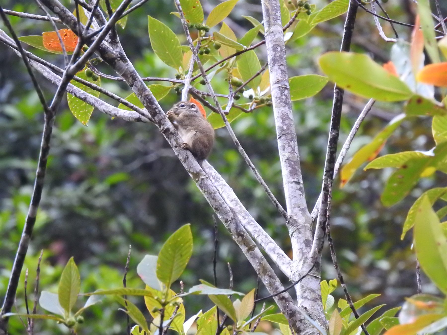 Jentink's Squirrel — Borneo wildlife, book, free download, jungle tour, mammal, Borneo mammal tour