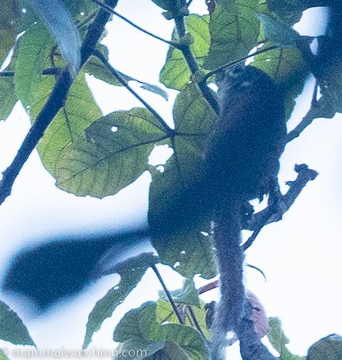 Jentink's Squirrel — Borneo wildlife, book, free download, jungle tour, mammal, Borneo mammal tour
