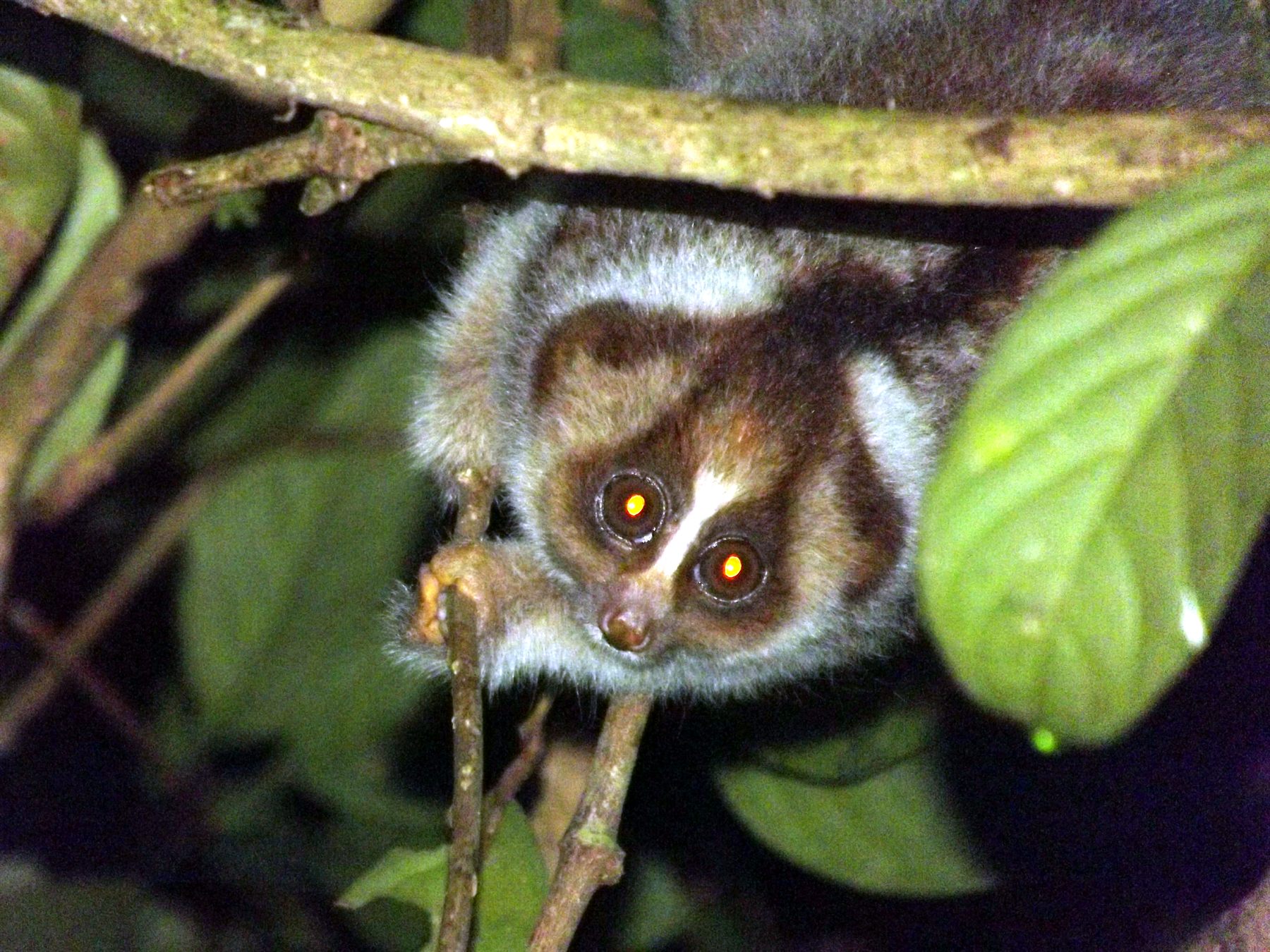 Kayan River Slow Loris — Borneo wildlife, book, free download, jungle tour, mammal, Borneo mammal tour