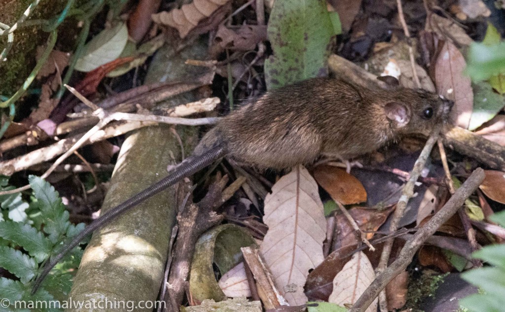 Kinabalu Rat — Borneo wildlife, book, free download, jungle tour, mammal, Borneo mammal tour