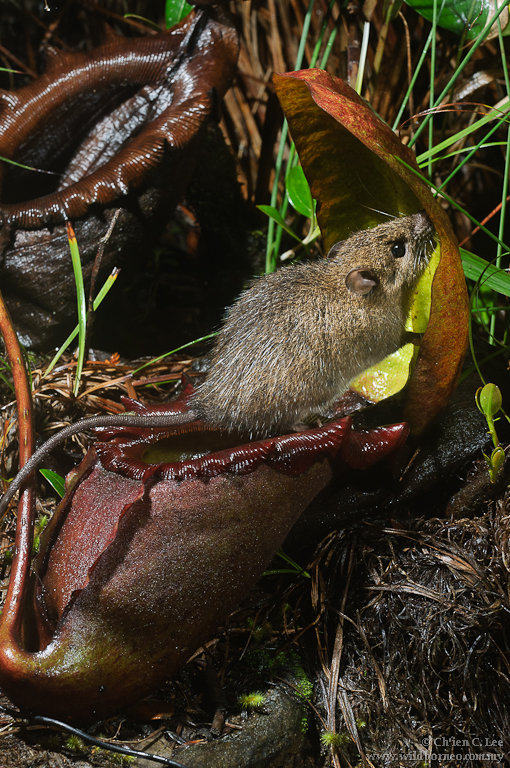 Kinabalu Rat — Borneo wildlife, book, free download, jungle tour, mammal, Borneo mammal tour