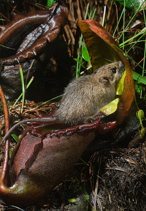 Kinabalu Rat — Borneo wildlife, book, free download, jungle tour, mammal, Borneo mammal tour