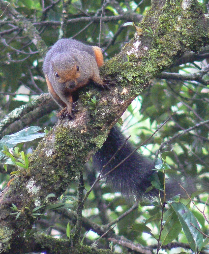 Kinabalu Squirrel — Borneo wildlife, book, free download, jungle tour, mammal, Borneo mammal tour
