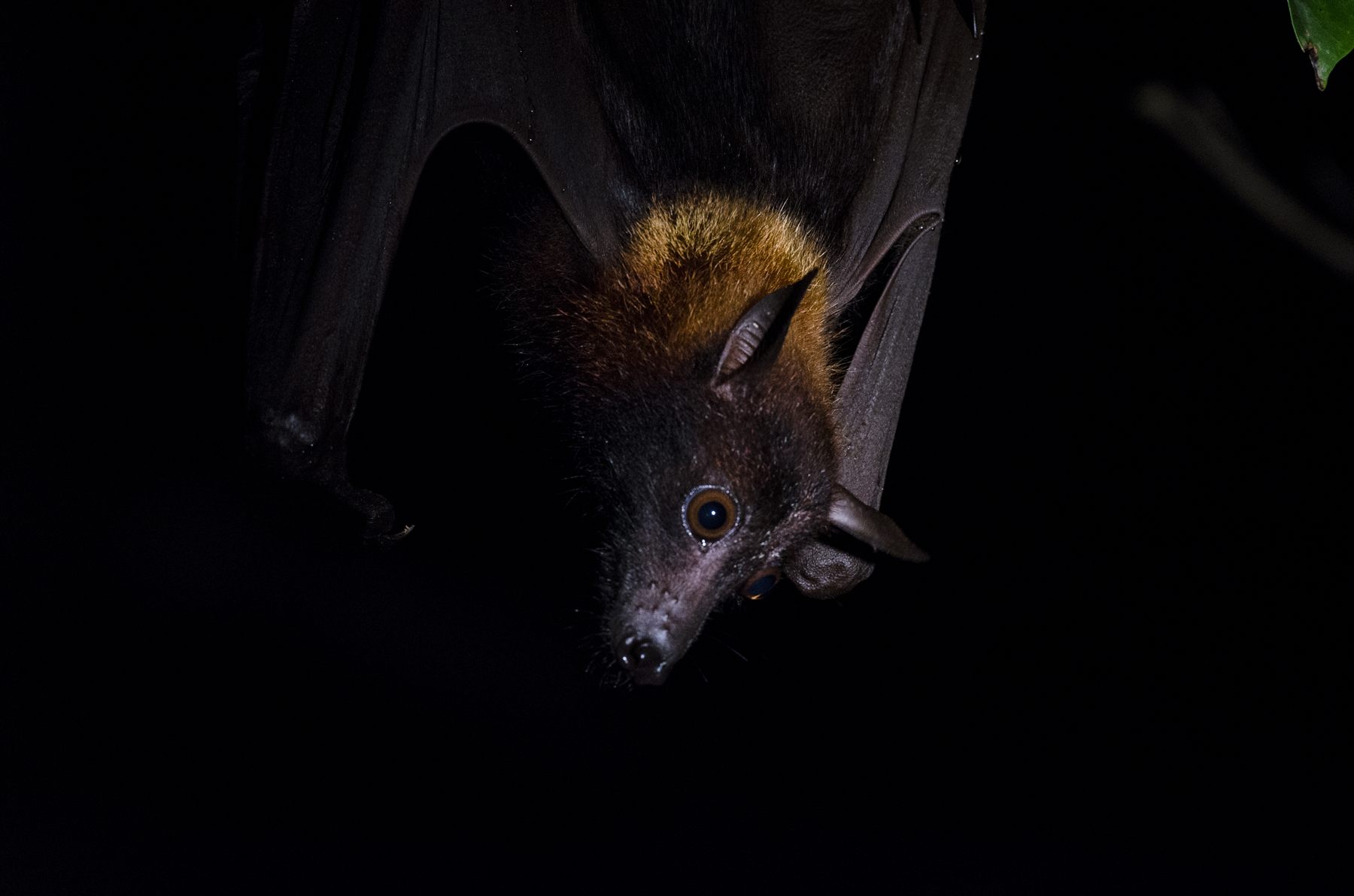 Large Flying Fox — Borneo wildlife, book, free download, jungle tour, mammal, Borneo mammal tour