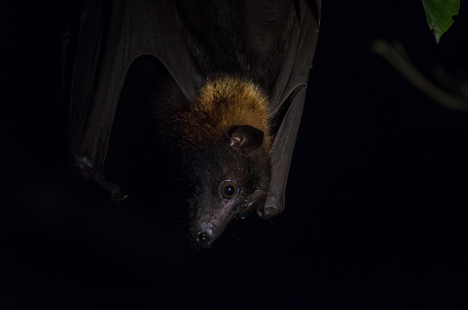 Large Flying Fox — Borneo wildlife, book, free download, jungle tour, mammal, Borneo mammal tour