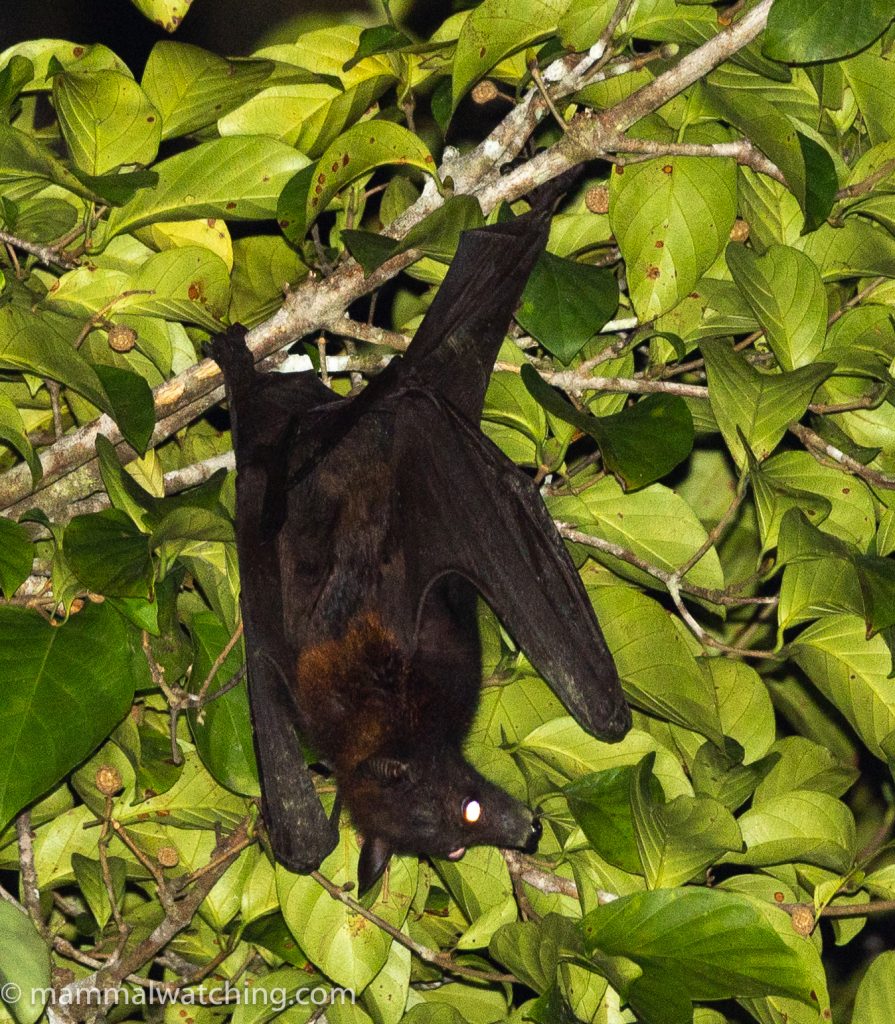 Large Flying Fox — Borneo wildlife, book, free download, jungle tour, mammal, Borneo mammal tour