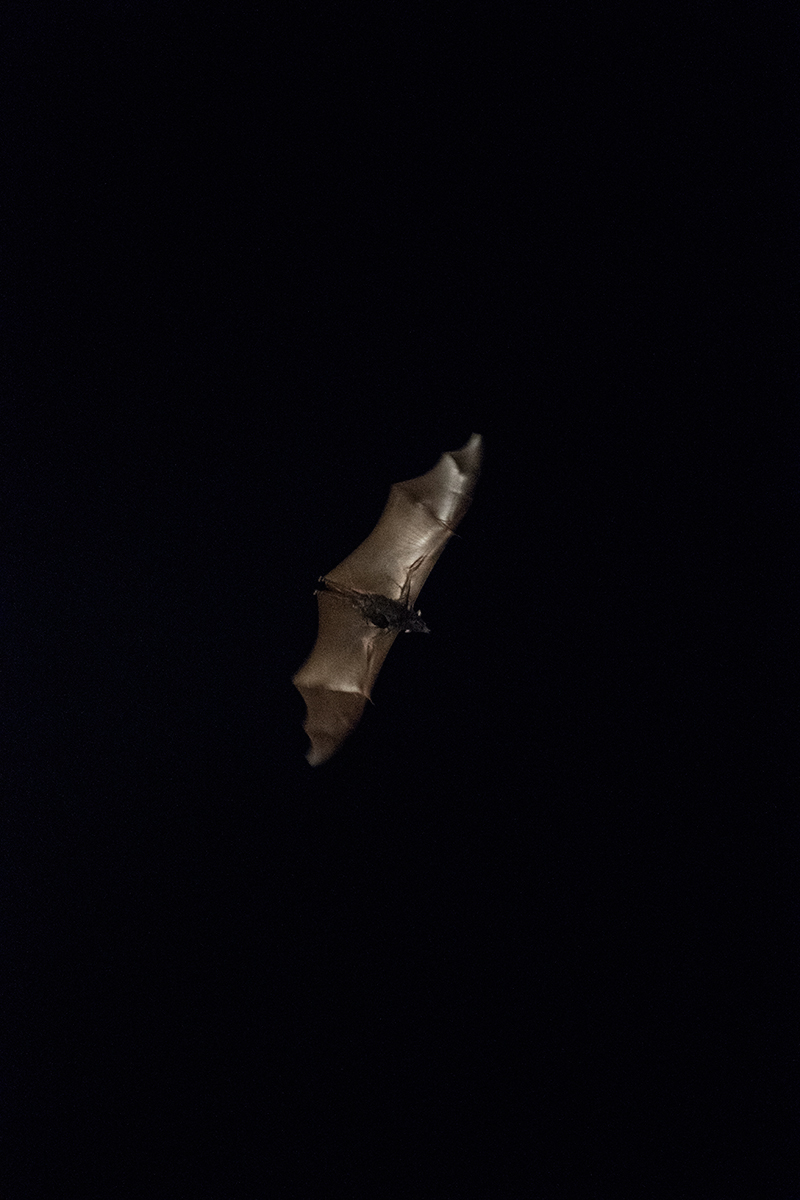 Large Flying Fox — Borneo wildlife, book, free download, jungle tour, mammal, Borneo mammal tour