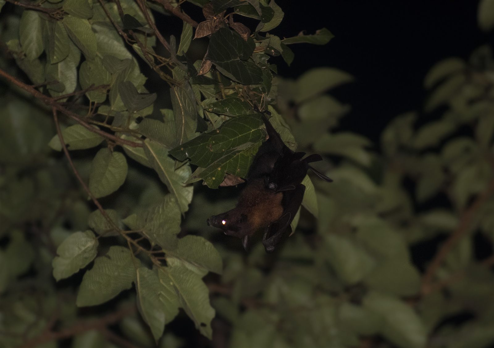 Large Flying Fox — Borneo wildlife, book, free download, jungle tour, mammal, Borneo mammal tour