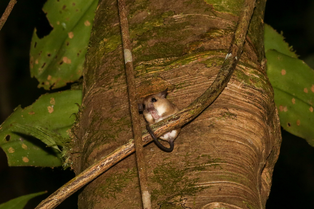 Large Pencil-tailed Tree Mouse — Borneo wildlife, book, free download, jungle tour, mammal, Borneo mammal tour