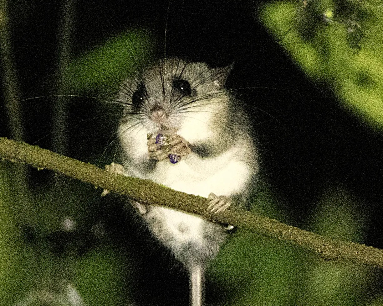 Large Pencil-tailed Tree Mouse — Borneo wildlife, book, free download, jungle tour, mammal, Borneo mammal tour