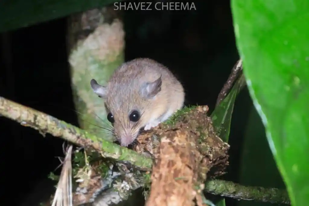 Large Pencil-tailed Tree Mouse — Borneo wildlife, book, free download, jungle tour, mammal, Borneo mammal tour