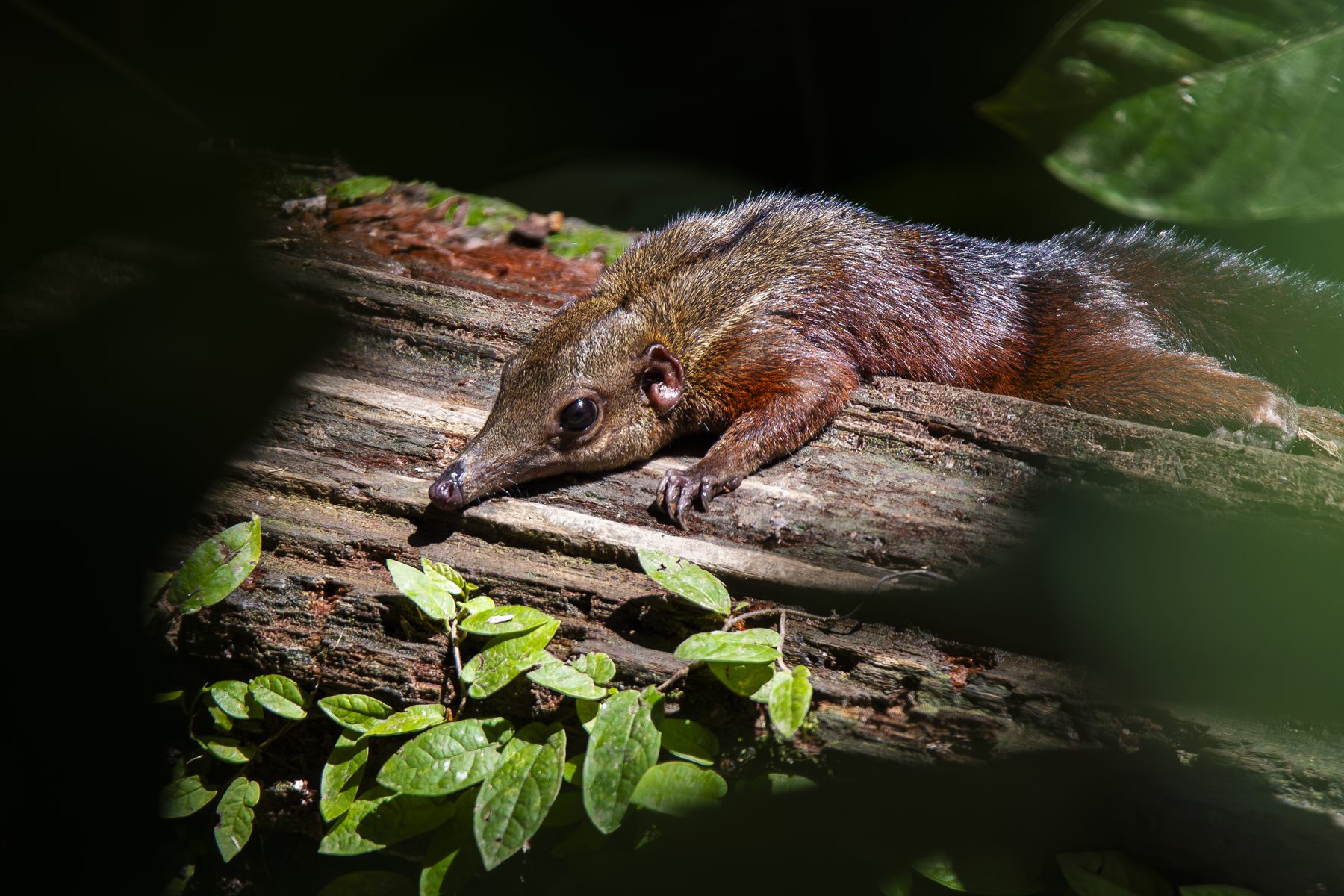 Large Treeshrew — Borneo wildlife, book, free download, jungle tour, mammal, Borneo mammal tour
