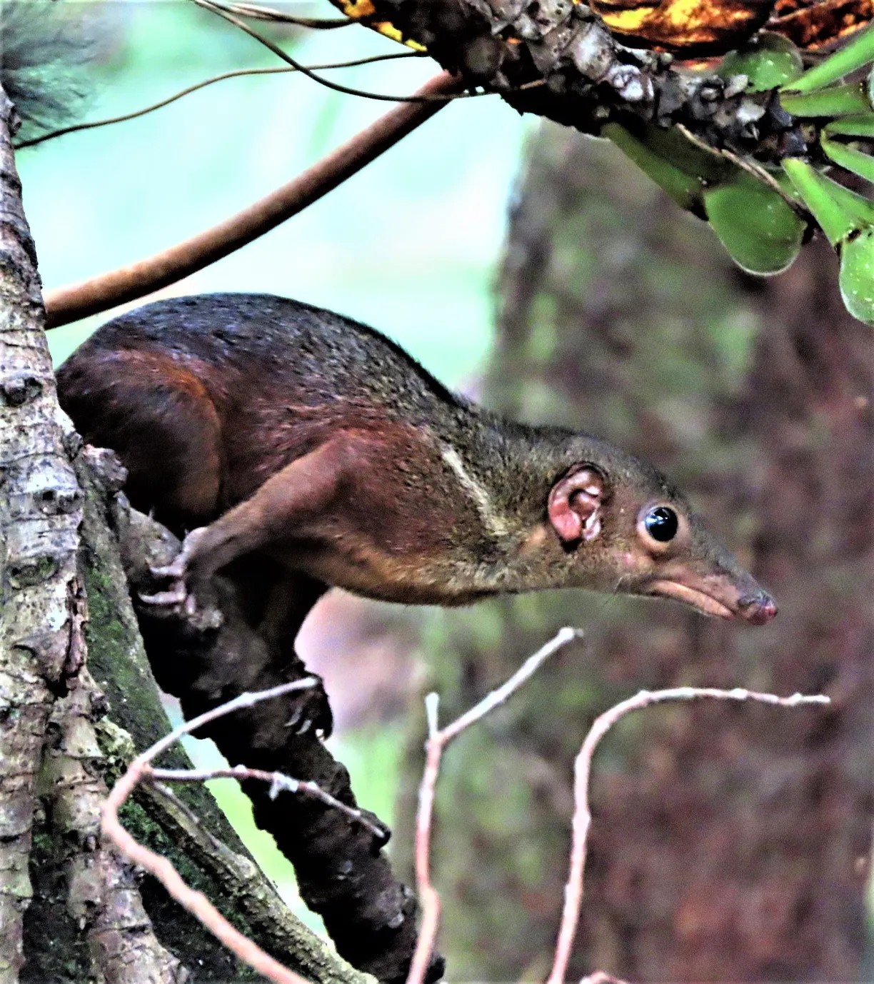 Large Treeshrew — Borneo wildlife, book, free download, jungle tour, mammal, Borneo mammal tour