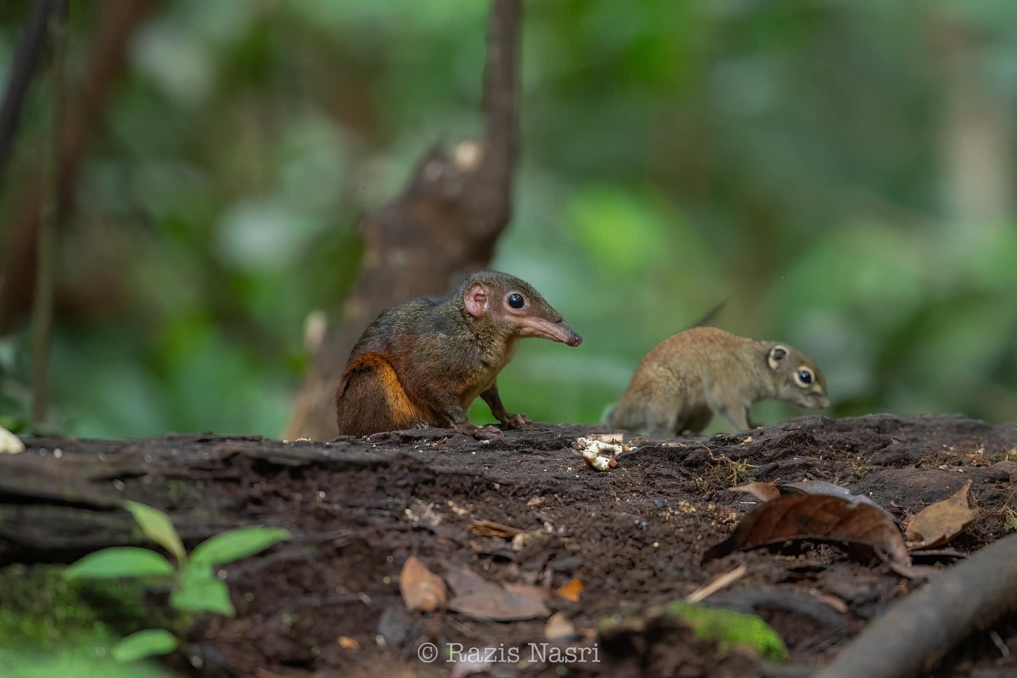 Large Treeshrew — Borneo wildlife, book, free download, jungle tour, mammal, Borneo mammal tour