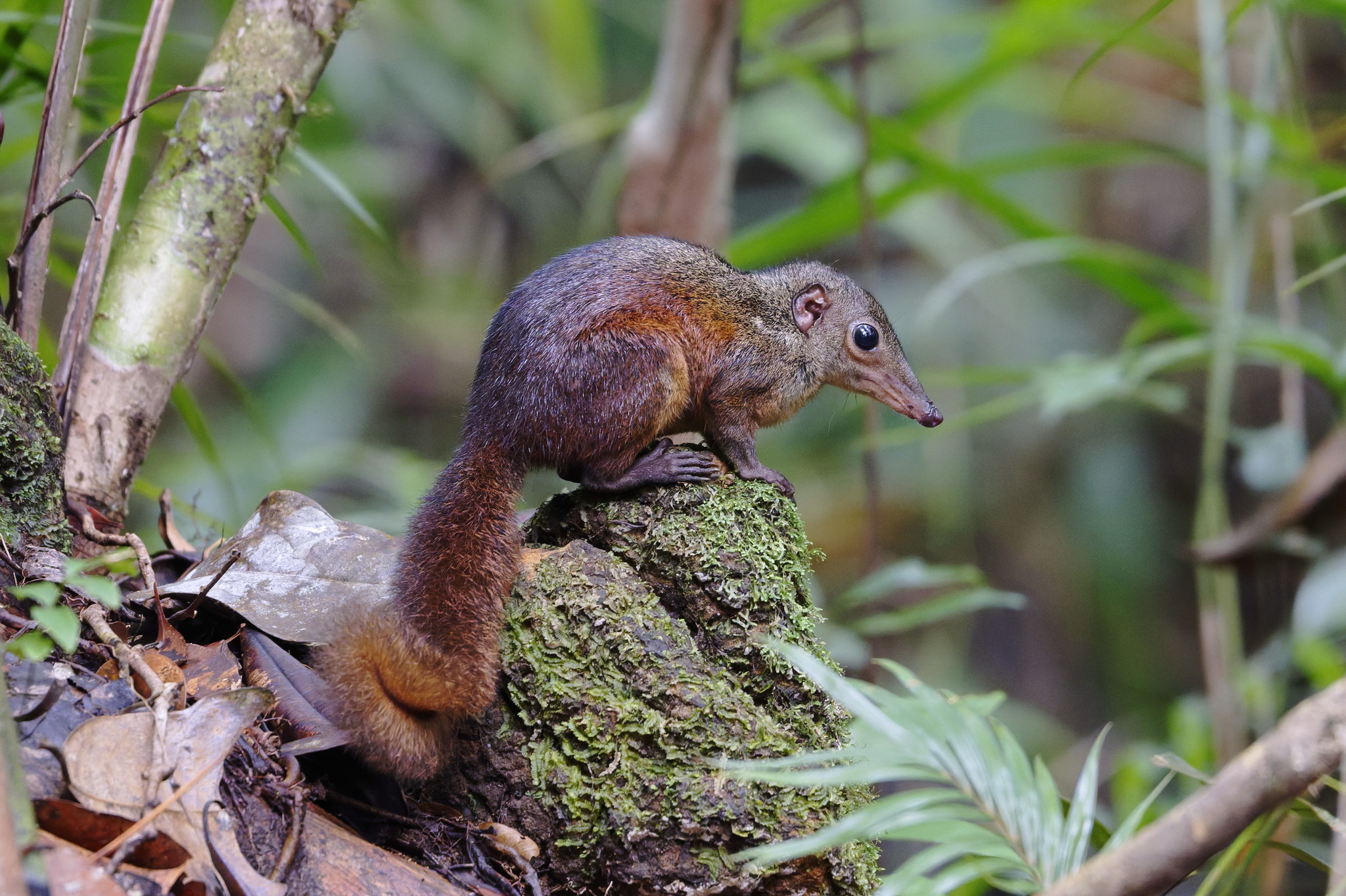 Large Treeshrew — Borneo wildlife, book, free download, jungle tour, mammal, Borneo mammal tour