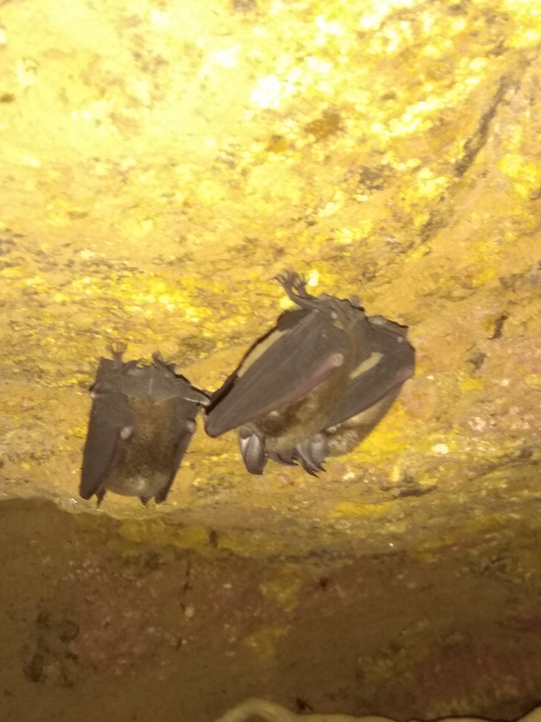 Least Horseshoe Bat — Borneo wildlife, book, free download, jungle tour, mammal, Borneo mammal tour