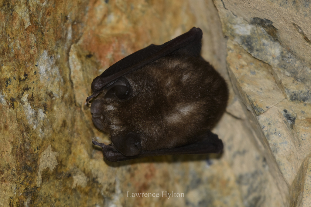 Least Horseshoe Bat — Borneo wildlife, book, free download, jungle tour, mammal, Borneo mammal tour