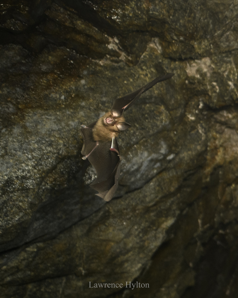 Least Horseshoe Bat — Borneo wildlife, book, free download, jungle tour, mammal, Borneo mammal tour