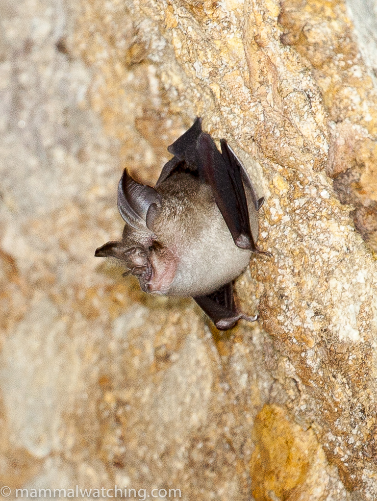 Least Horseshoe Bat — Borneo wildlife, book, free download, jungle tour, mammal, Borneo mammal tour
