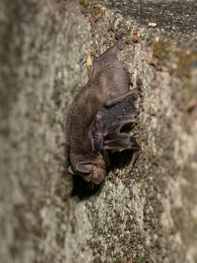 Least Pipistrelle — Borneo wildlife, book, free download, jungle tour, mammal, Borneo mammal tour