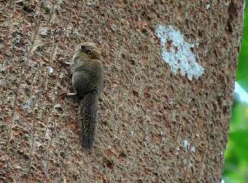Least Pygmy Squirrel — Borneo wildlife, book, free download, jungle tour, mammal, Borneo mammal tour