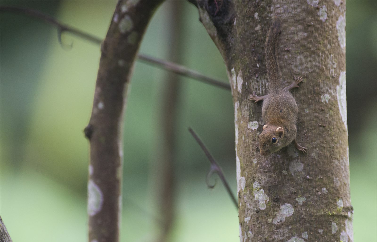 Least Pygmy Squirrel — Borneo wildlife, book, free download, jungle tour, mammal, Borneo mammal tour