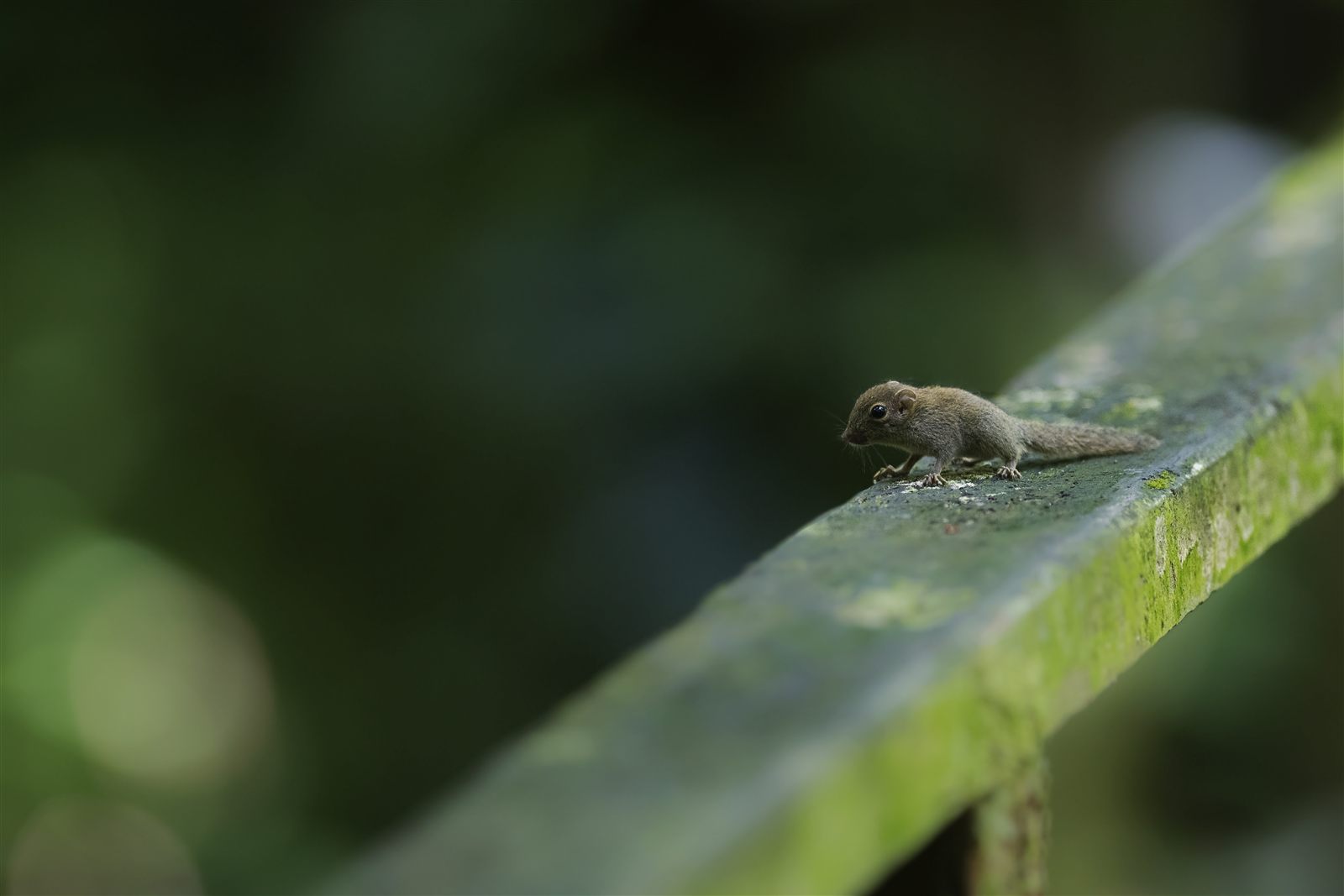 Least Pygmy Squirrel — Borneo wildlife, book, free download, jungle tour, mammal, Borneo mammal tour