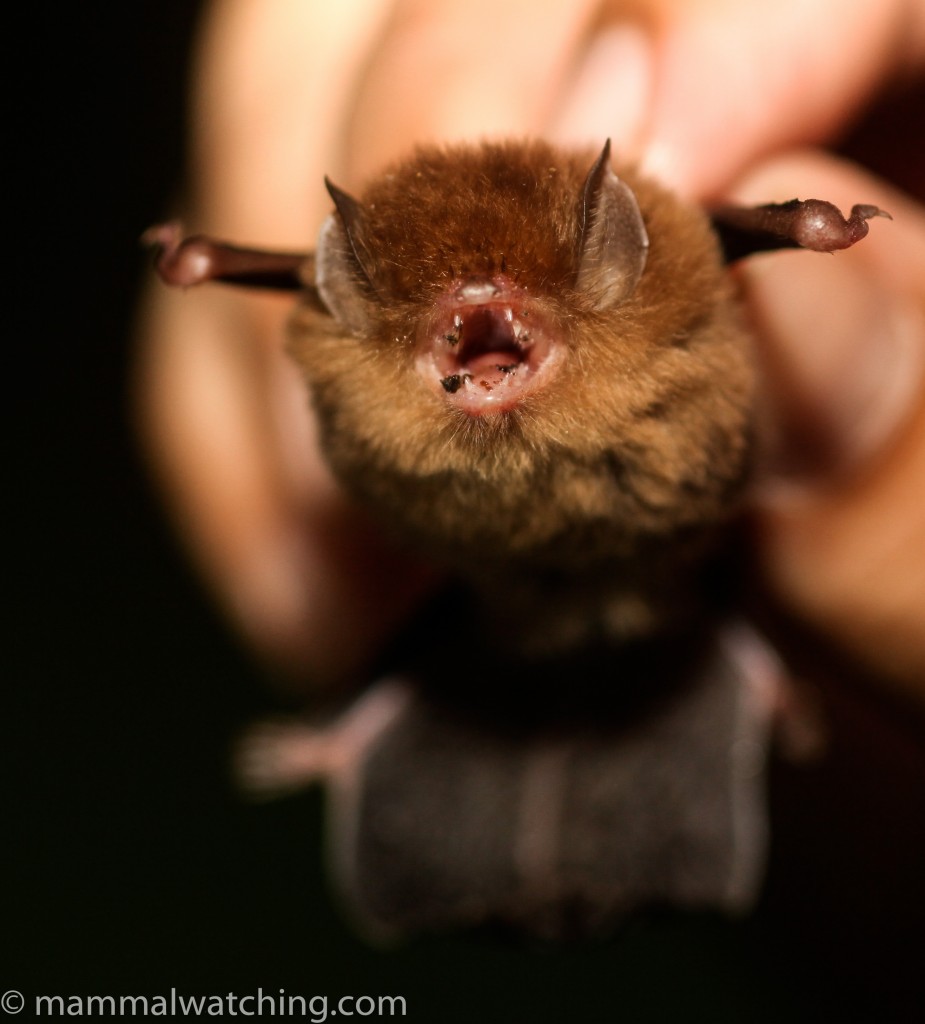 Least Woolly Bat — Borneo wildlife, book, free download, jungle tour, mammal, Borneo mammal tour