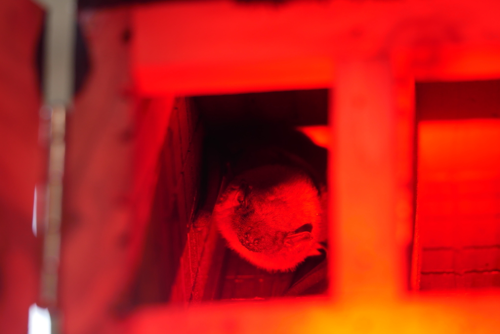 Lesser Asiatic Yellow House Bat — Borneo wildlife, book, free download, jungle tour, mammal, Borneo mammal tour