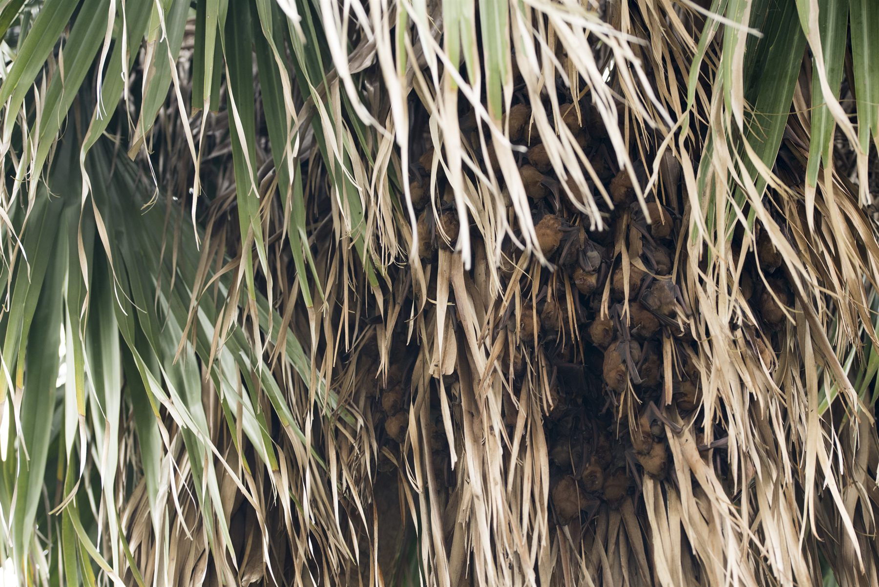 Lesser Asiatic Yellow House Bat — Borneo wildlife, book, free download, jungle tour, mammal, Borneo mammal tour