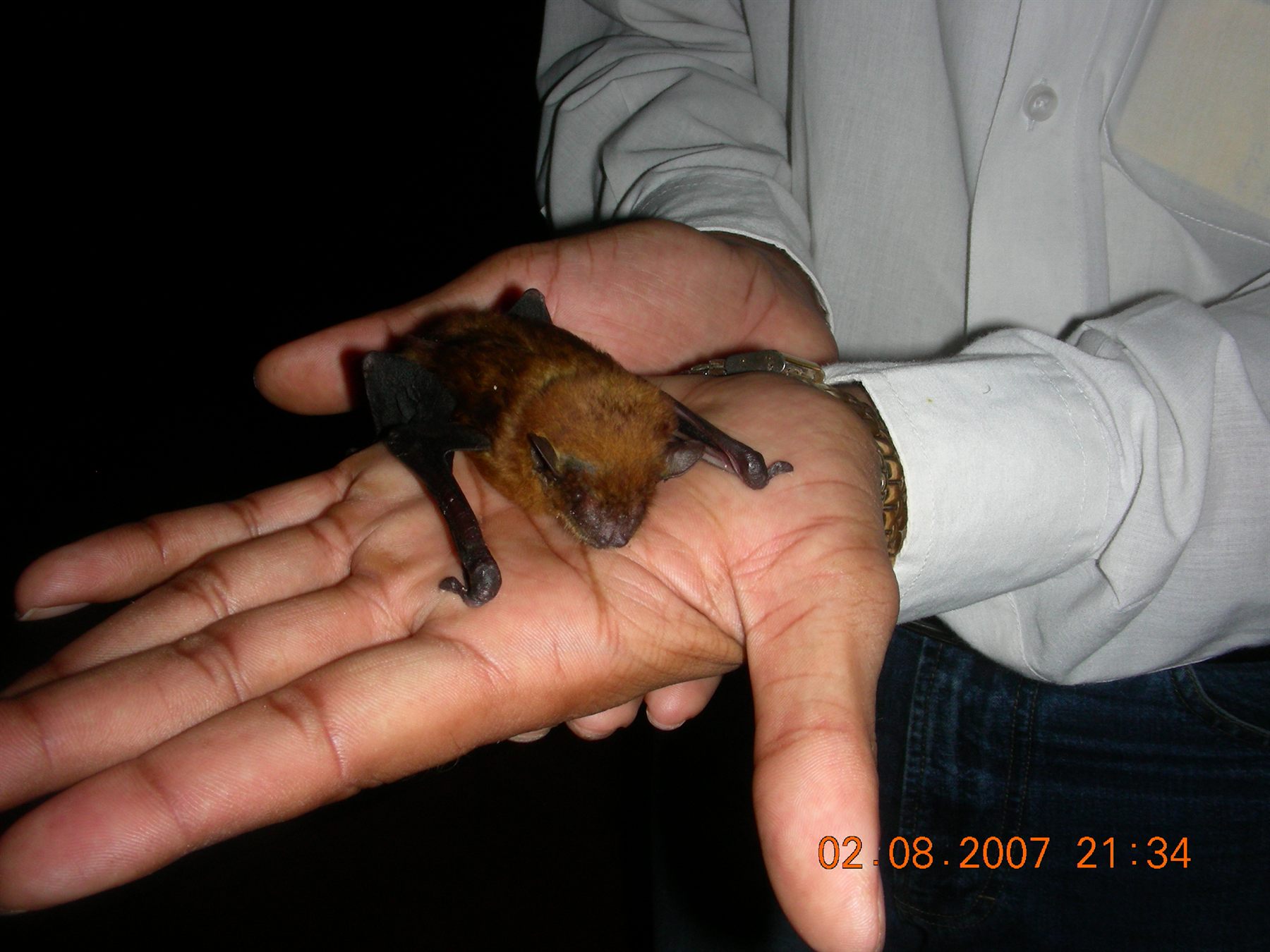 Lesser Asiatic Yellow House Bat — Borneo wildlife, book, free download, jungle tour, mammal, Borneo mammal tour