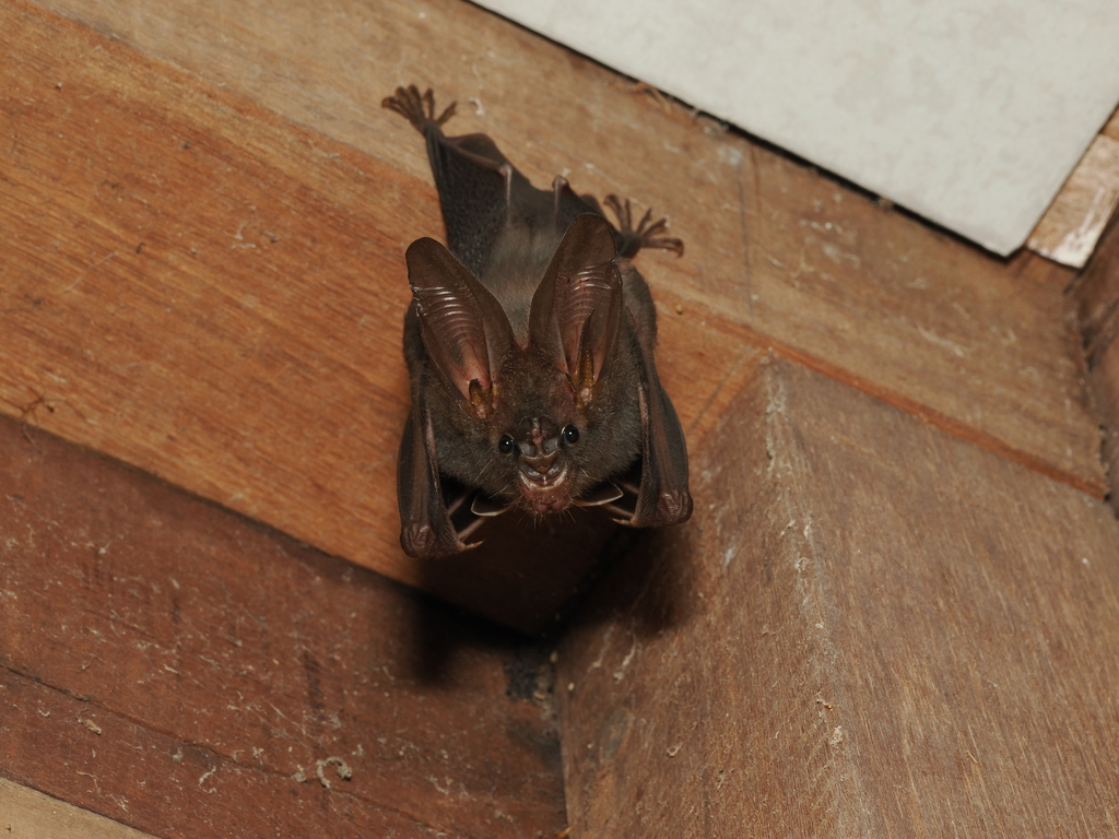 Lesser False Vampire Bat — Borneo wildlife, book, free download, jungle tour, mammal, Borneo mammal tour