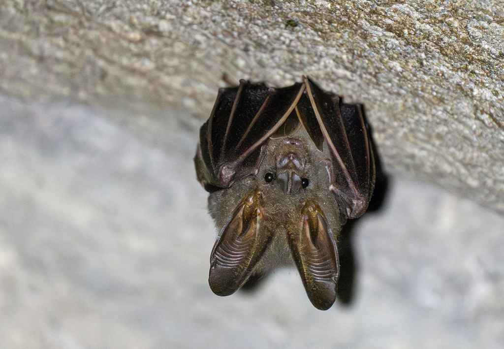 Lesser False Vampire Bat — Borneo wildlife, book, free download, jungle tour, mammal, Borneo mammal tour