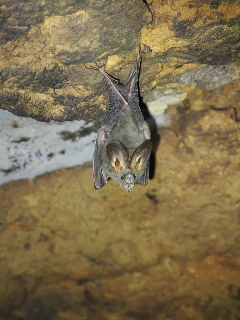 Lesser False Vampire Bat — Borneo wildlife, book, free download, jungle tour, mammal, Borneo mammal tour